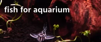 Rare freshwater fish for aquariums