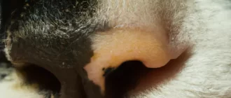 Black Spots on the Cat's Nose