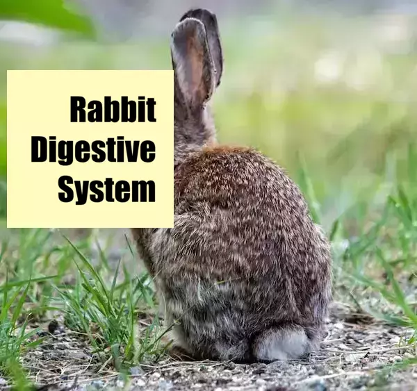 Rabbit Digestive System