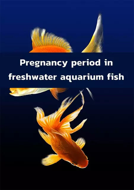 Pregnancy Period in Freshwater Viviparous Aquarium Fish