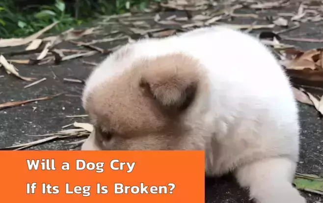 Will a Dog Cry If Its Leg Is Broken?