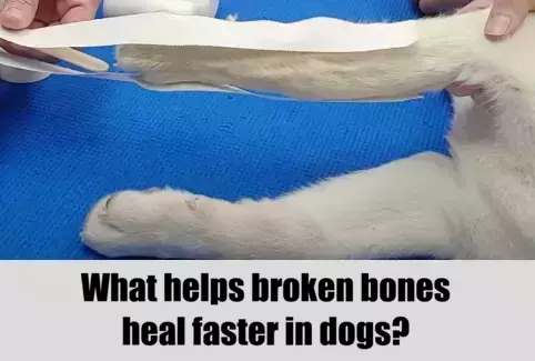What Promotes Rapid Healing of Broken Bones in Dogs?