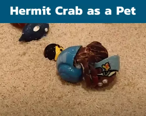 Hermit Crab as a Pet: Care Guide