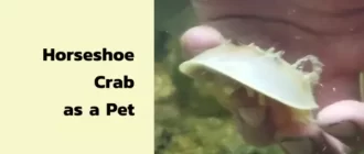 Horseshoe Crab as a Pet