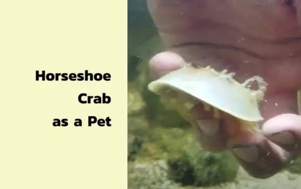 Horseshoe Crab as a Pet