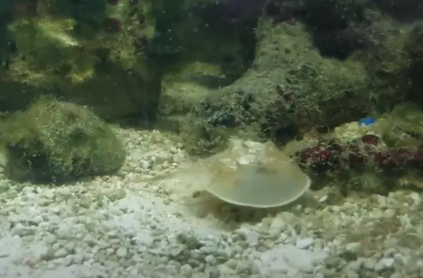 Horseshoe Crab in an aquarium