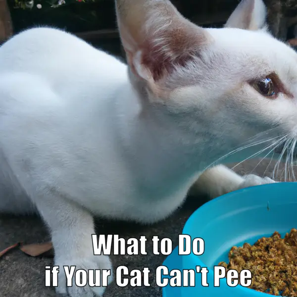 What to Do if Your Cat Can't Pee