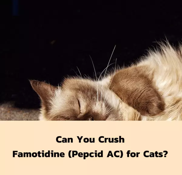 Can You Crush Famotidine (Pepcid AC) for Cats?