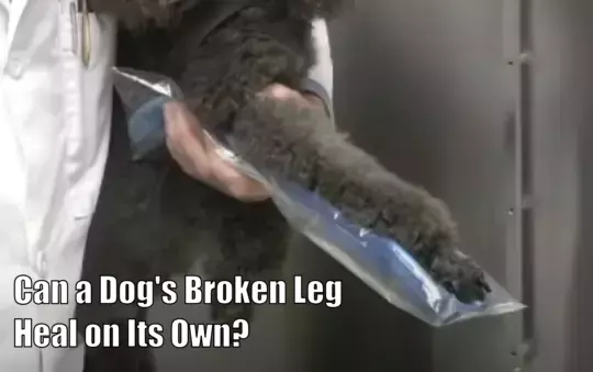 Can a Dog's Broken Leg Heal on Its Own?