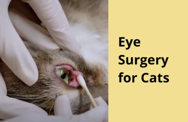 Eye Surgery for Cats
