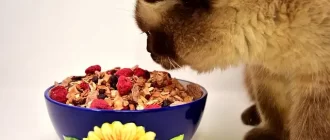 Eating cat