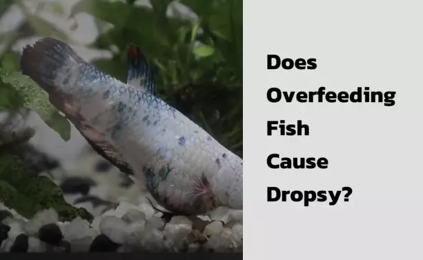 Does Overfeeding Fish Cause Dropsy?