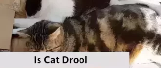 Is Cat Drool Harmful to Humans?