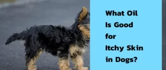 What Oil Is Good for Itchy Skin in Dogs?