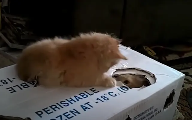 2 kittens in a box