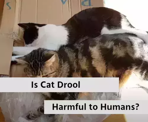 Is Cat Drool Harmful to Humans?