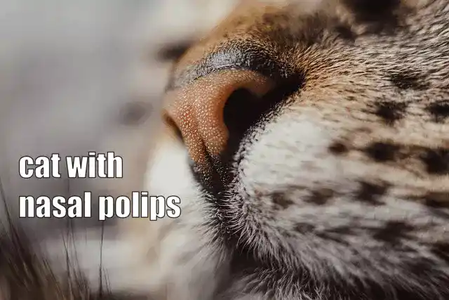 Nasal Polyps in Cats