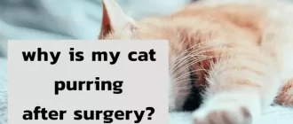 Cat Is Purring After Surgery