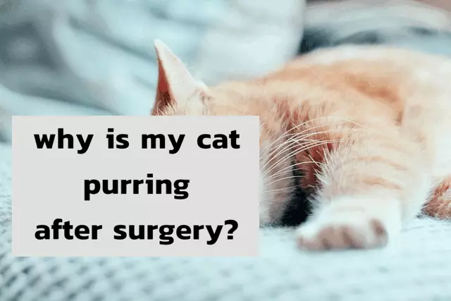 Cat Is Purring After Surgery
