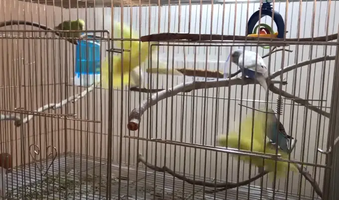 Parakeet is Flying Around the Cage