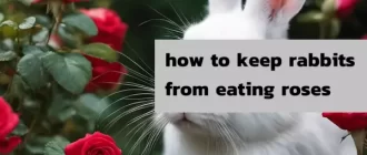 how to keep rabbits from eating roses