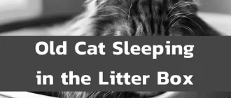Why is My Elderly Cat Sleeping in the Litter Box?