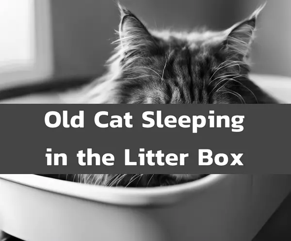 Why is My Elderly Cat Sleeping in the Litter Box?
