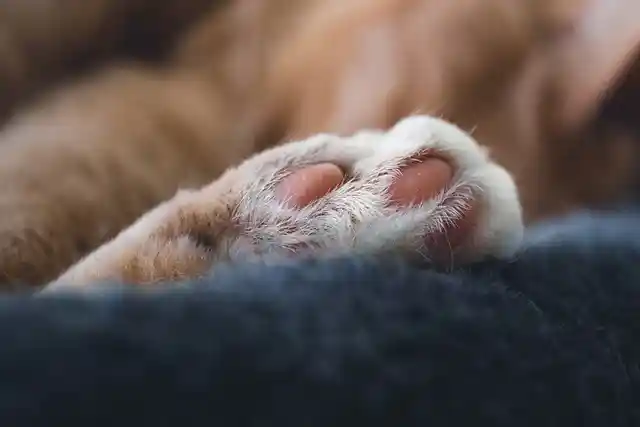 What Does It Mean When a Cat Sleeps at Your Feet?