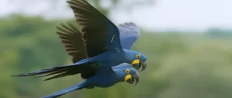 Popular Parrot Species